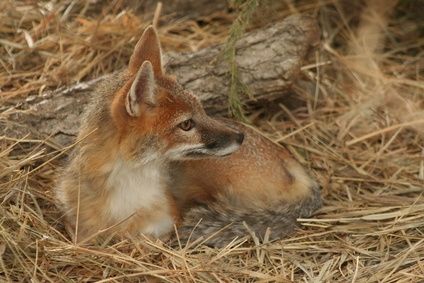 animal-fox
