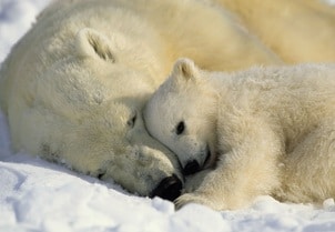 animal-polar-bears